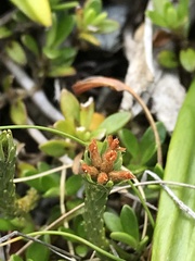 Kelleria dieffenbachii