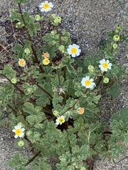 Perityle emoryi
