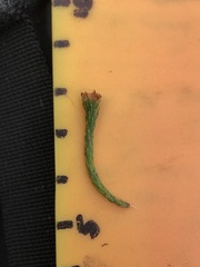 Kelleria dieffenbachii