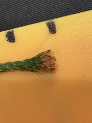 Kelleria dieffenbachii