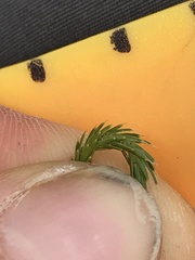 Kelleria dieffenbachii