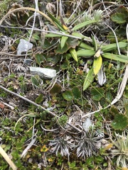 Kelleria dieffenbachii
