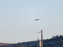 Tympanuchus phasianellus