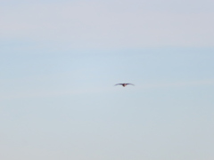 Tympanuchus phasianellus