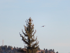 Tympanuchus phasianellus