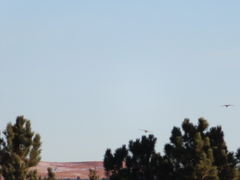 Tympanuchus phasianellus