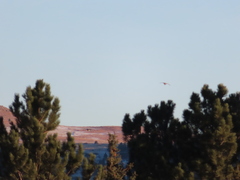 Tympanuchus phasianellus