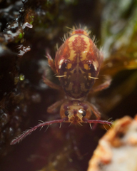 Ptenothrix