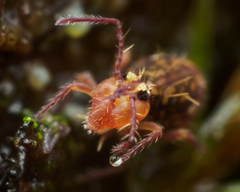 Ptenothrix