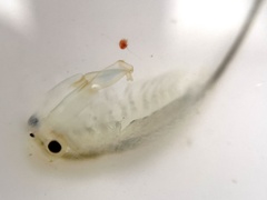 Branchinecta conservatio