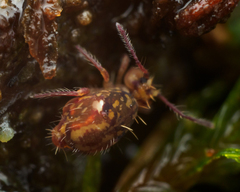 Ptenothrix