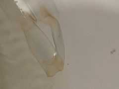 Branchinecta conservatio