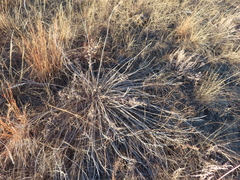 Lithospermum occidentale