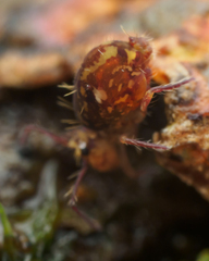 Ptenothrix