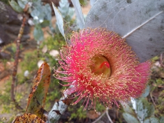 Eucalyptus macrocarpa