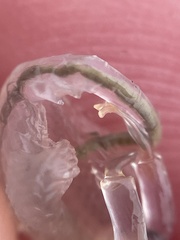 Branchinecta conservatio