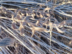 Lithospermum occidentale