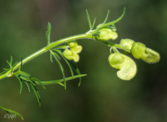 Aconitum anthora
