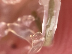 Branchinecta conservatio