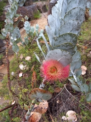Eucalyptus macrocarpa