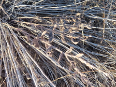 Lithospermum occidentale