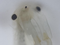 Branchinecta conservatio