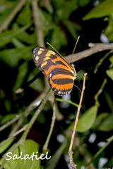 Heliconius ismenius