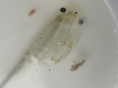 Branchinecta conservatio