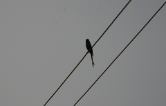 Dicrurus macrocercus