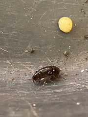 Arcitalitrus sylvaticus