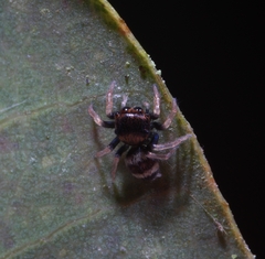 Ptocasius strupifer