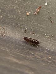 Arcitalitrus sylvaticus