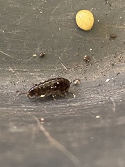 Arcitalitrus sylvaticus