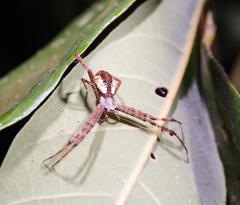 Argiope perforata