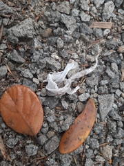 Dactylocnemis pacificus