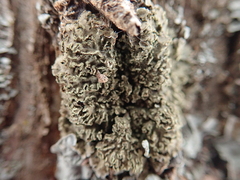 Physconia enteroxantha