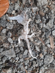 Dactylocnemis pacificus