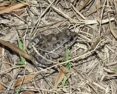 Leptodactylus latinasus