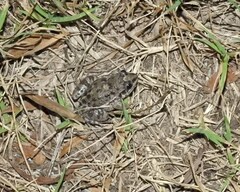 Leptodactylus latinasus