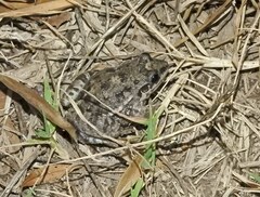 Leptodactylus latinasus
