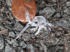 Dactylocnemis pacificus