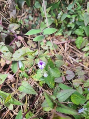 Torenia
