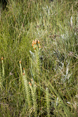Helichrysum herbaceum