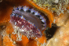 Mimachlamys asperrima