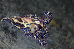 Hapalochlaena maculosa