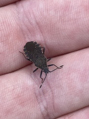 Catorhintha apicalis