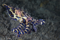 Hapalochlaena maculosa