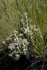Helichrysum spiralepis