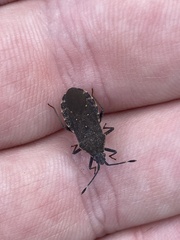 Catorhintha apicalis