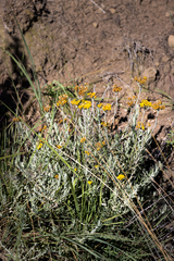 Helichrysum splendidum